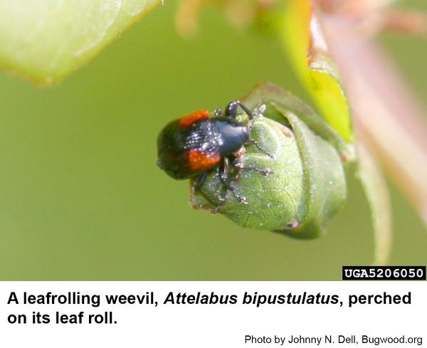 A leafroller weevil, Attelabus bipustulatus